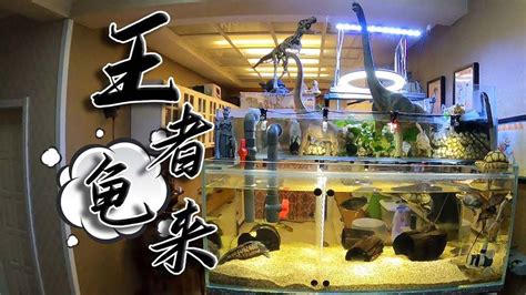 烏龜 魚 混養|【烏龜魚】不可錯過的龜魚混養小秘訣，讓你輕鬆享受。